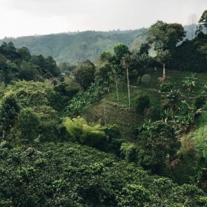 aerial photography of forest