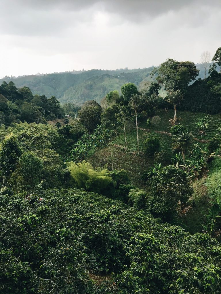 aerial photography of forest