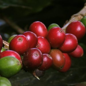 red and green cherry fruit
