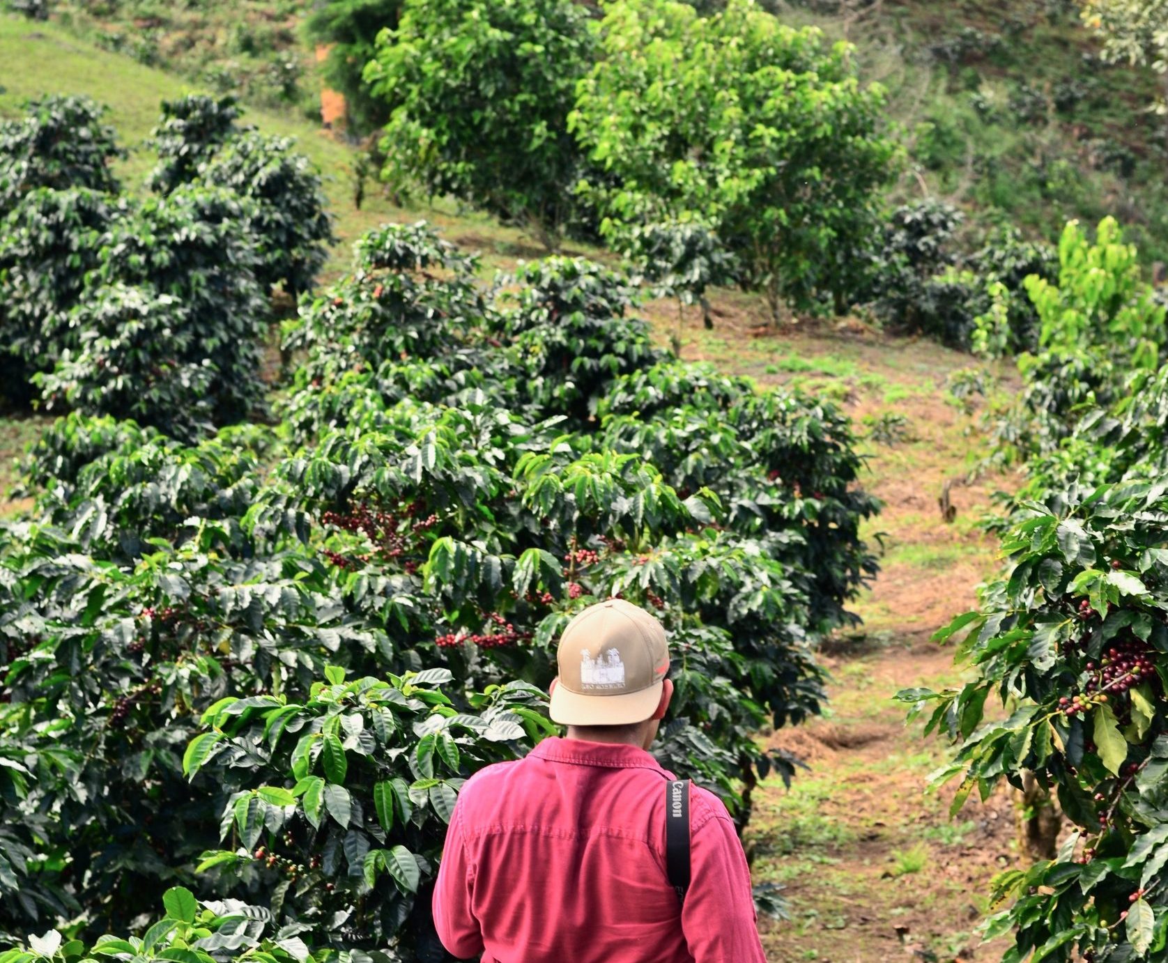 man walking on walkway beside plants